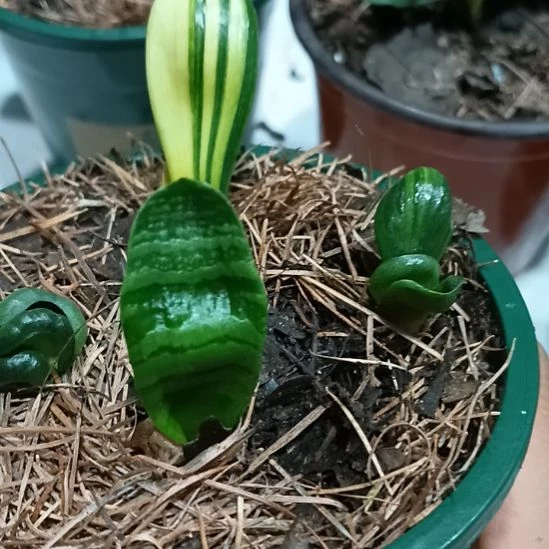 完全开放君子兰小苗君子兰小苗君子兰