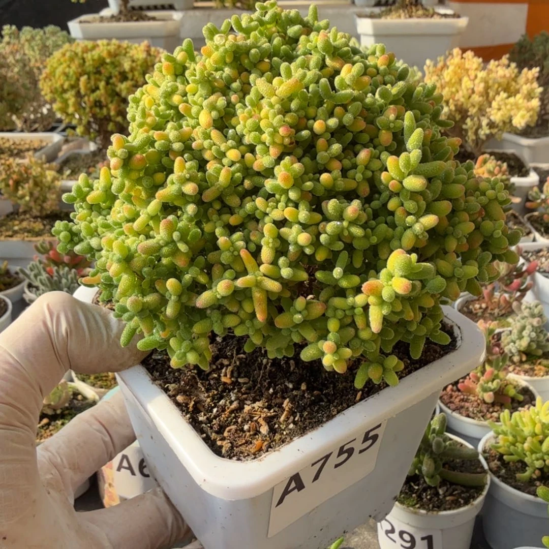 始***钱A755蜜橘糖球枝干