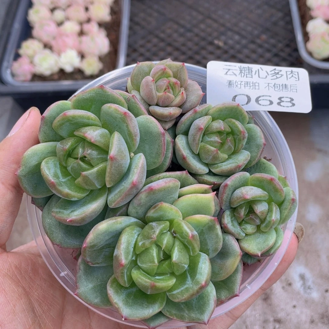 云糖心多肉植物68