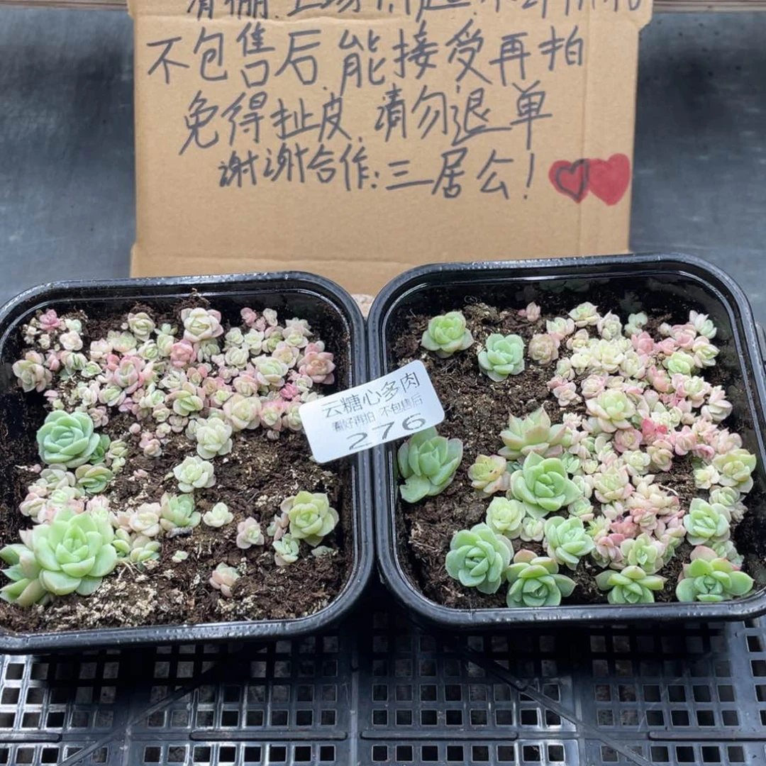 云糖心多肉植物276