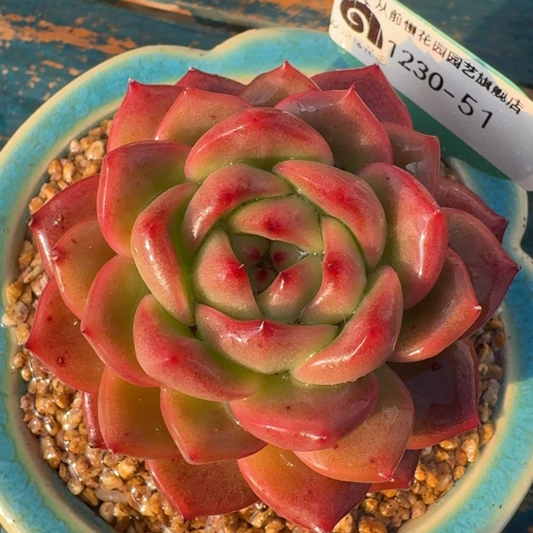 从前慢多肉精选编号1230.51