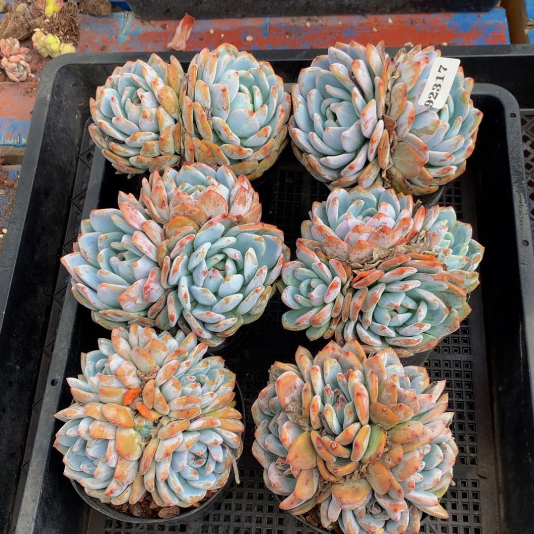 92317六个嗯嗯嗯嗯嗯嗯好喜欢