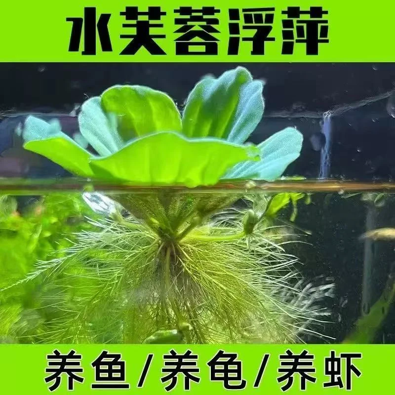 鱼缸浮萍水草水芙蓉水培植物造景净化水质养鱼龟缸装饰水生植物