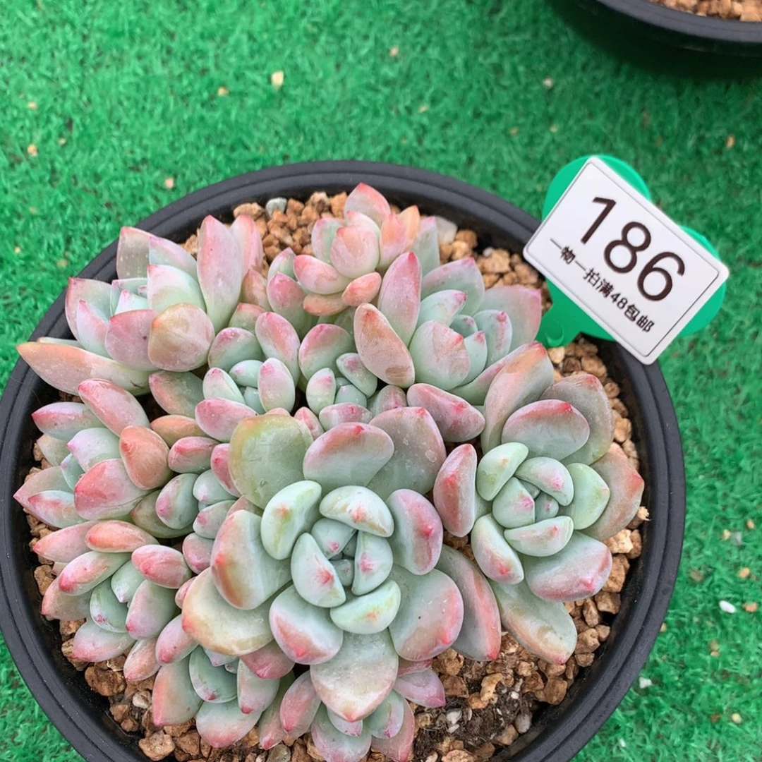 大叶望舒老桩无砍平头186