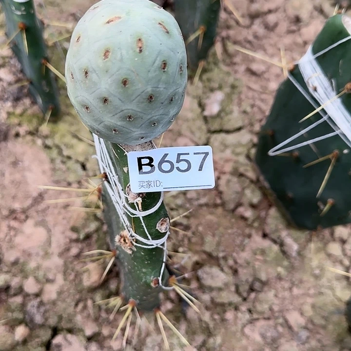 @*哥嫁接无刺习657