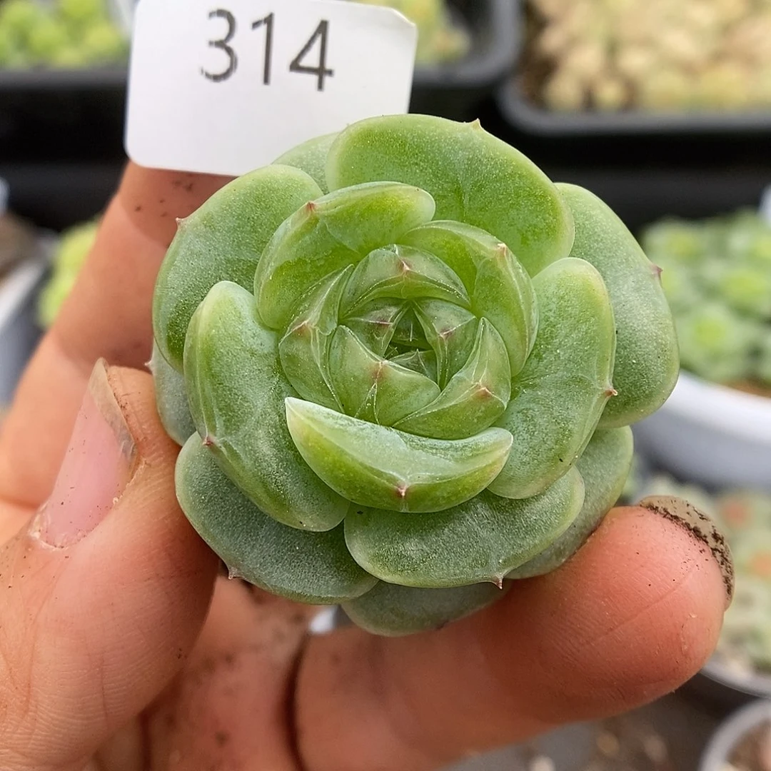 一物一拍一物一拍911-314