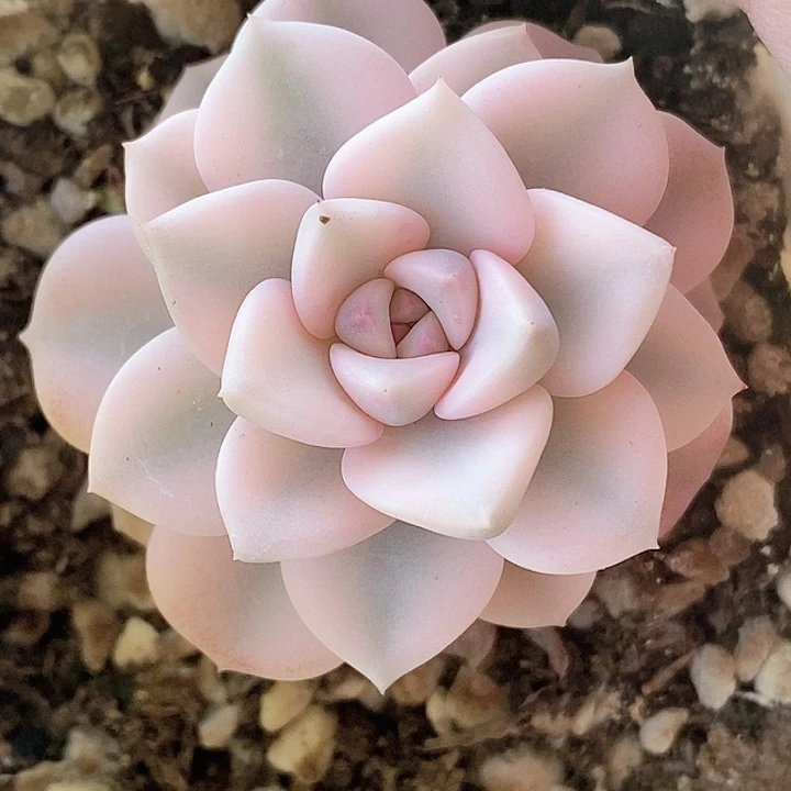 红粉佳人宽锦一物一拍，