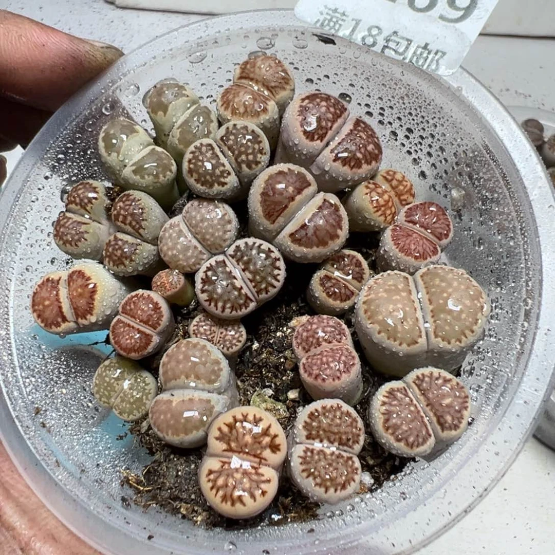 【闪购商品】 1269。