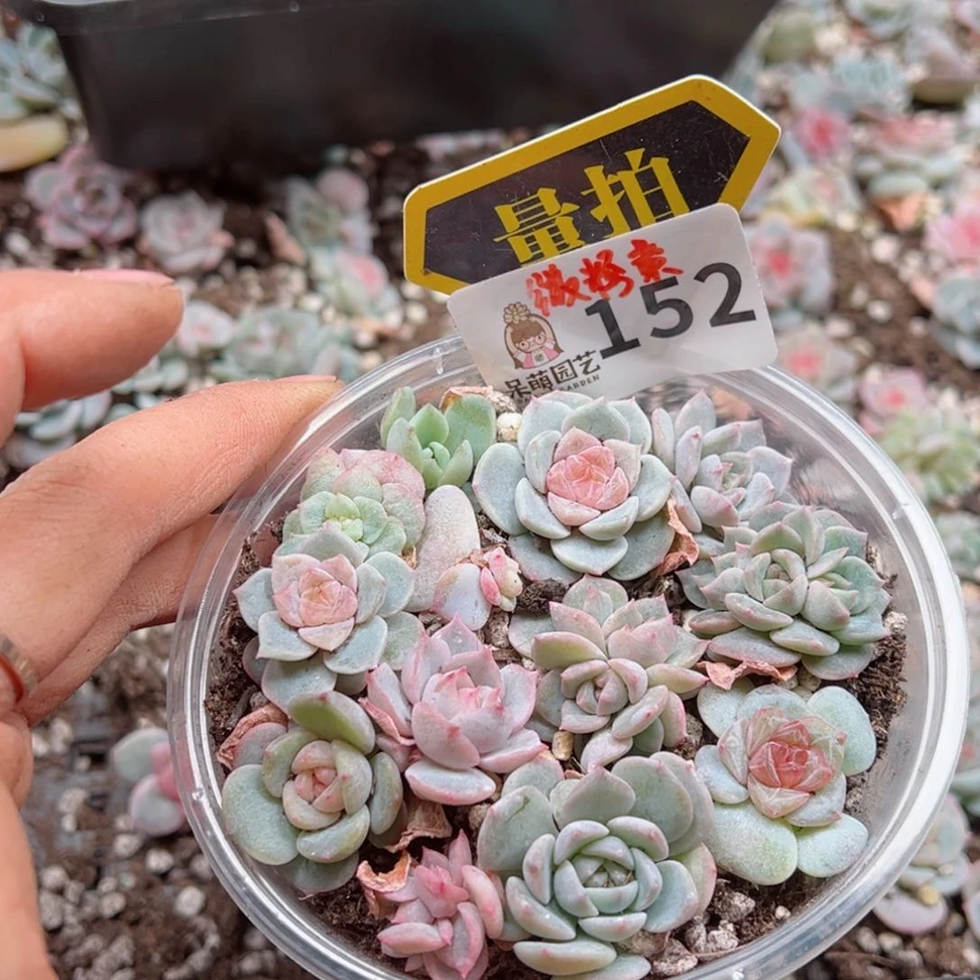 多肉植物多肉植物