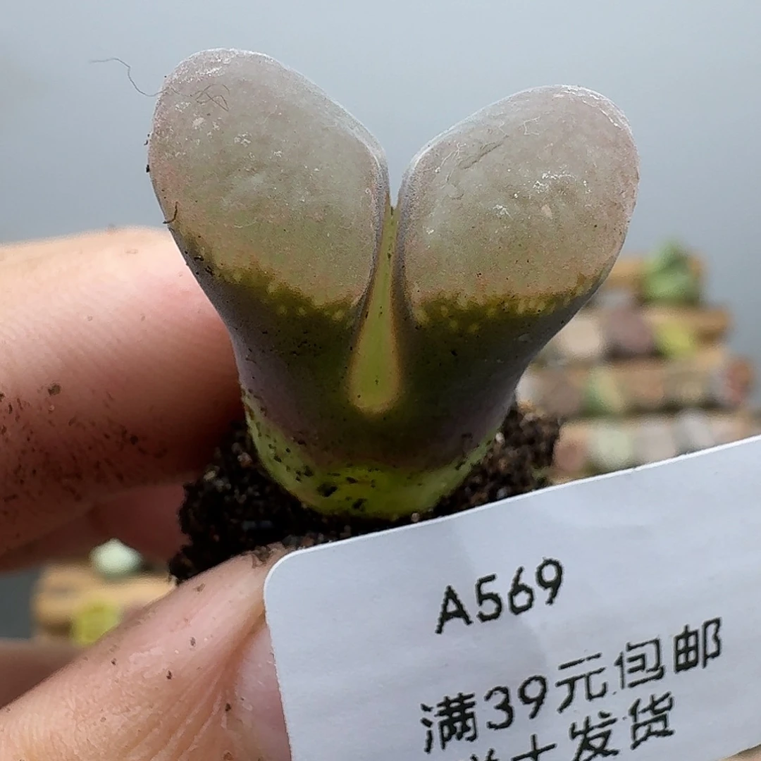 569多肉哈哈哈哈哈哈
