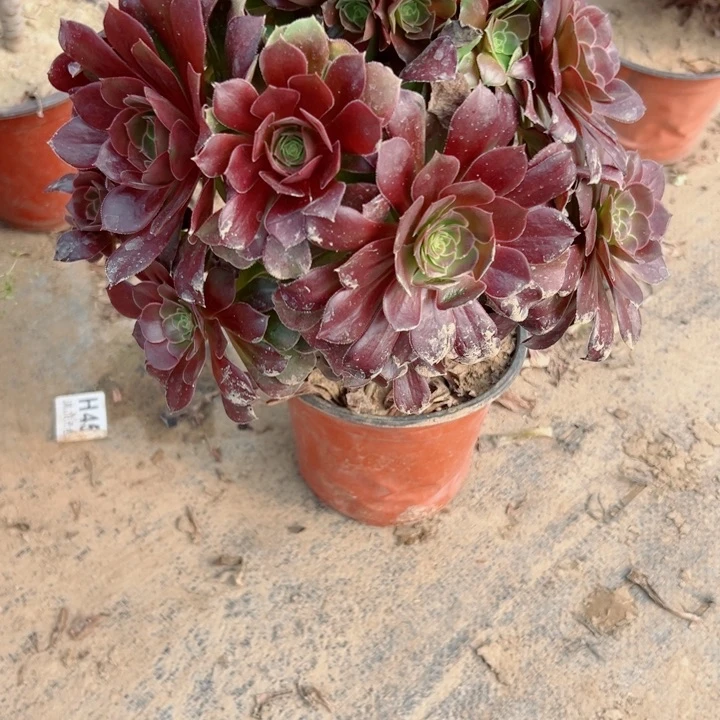 340玫瑰多肉植物