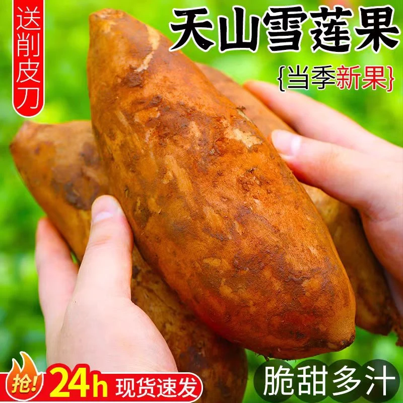 云南天山雪莲果新鲜水果当季现挖脆甜红心雪连果时令大果现货包邮