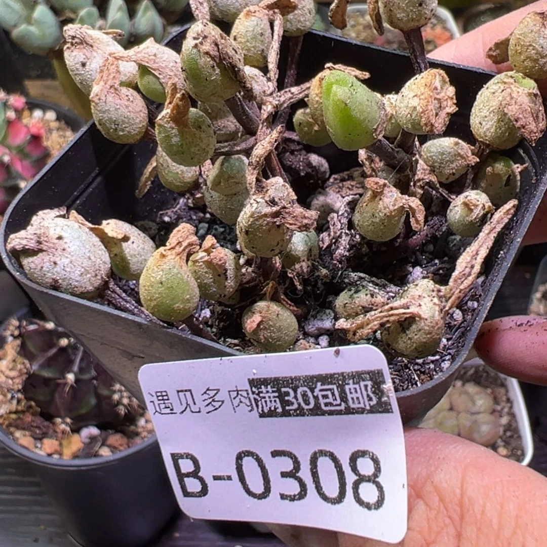 多肉植物111111111111