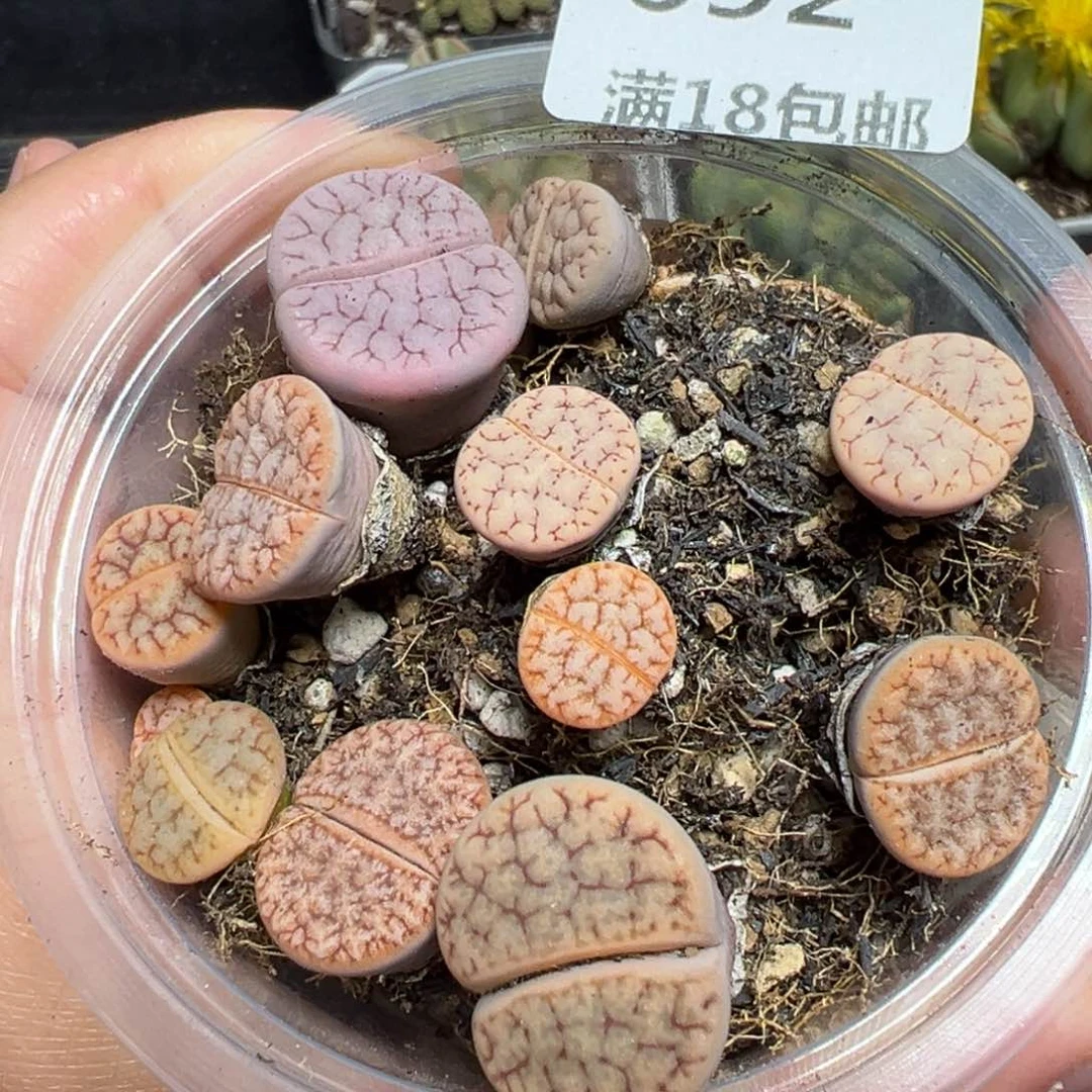 【闪购商品】692……