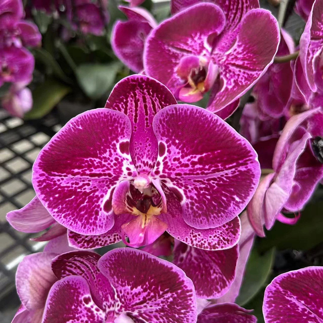 【黑洲豹】蝴蝶兰 紫色中大花型 完全开放无花苞介意勿拍