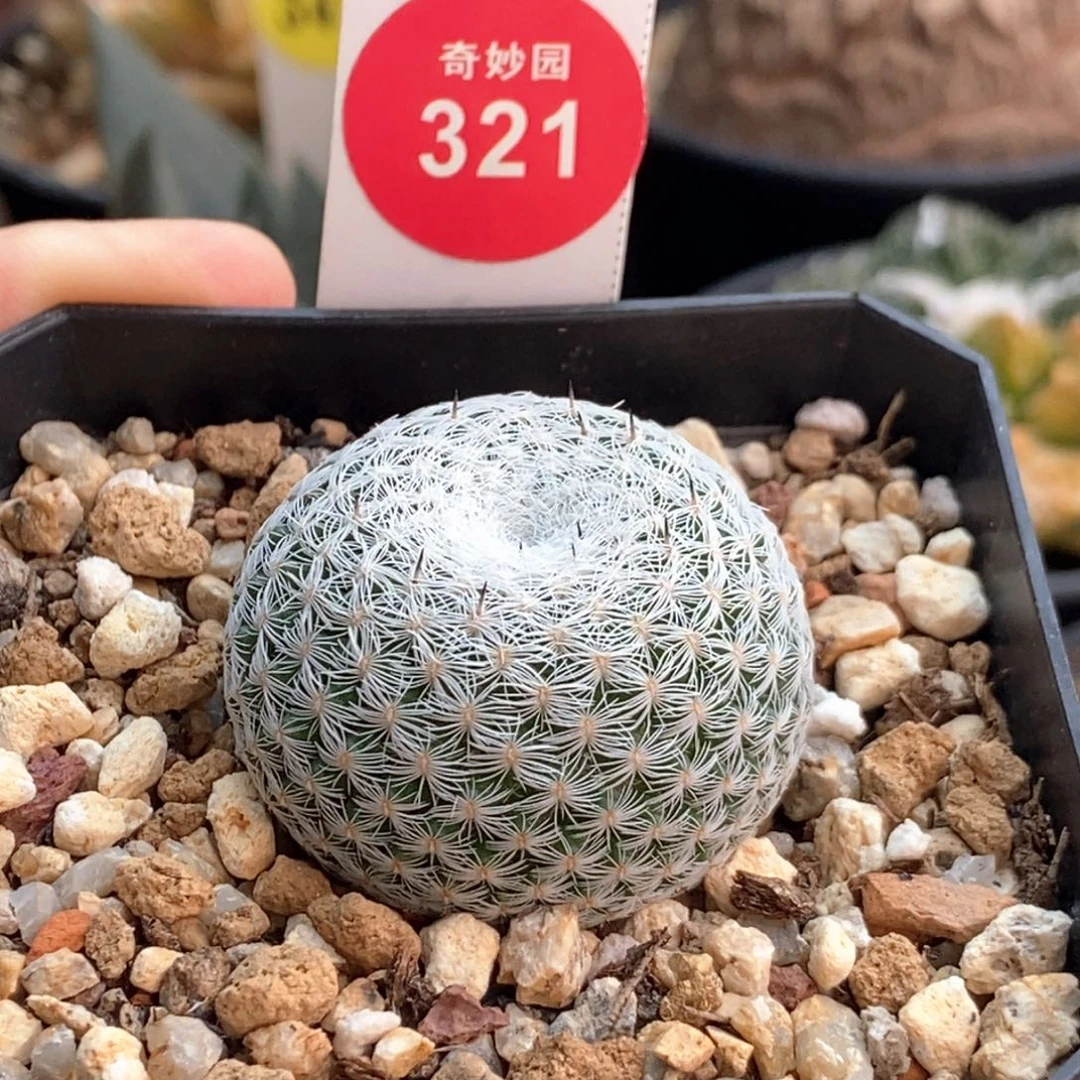 实生恋山彦3.5cm