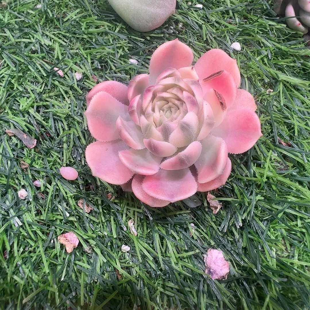 红***升多肉植物多肉植物