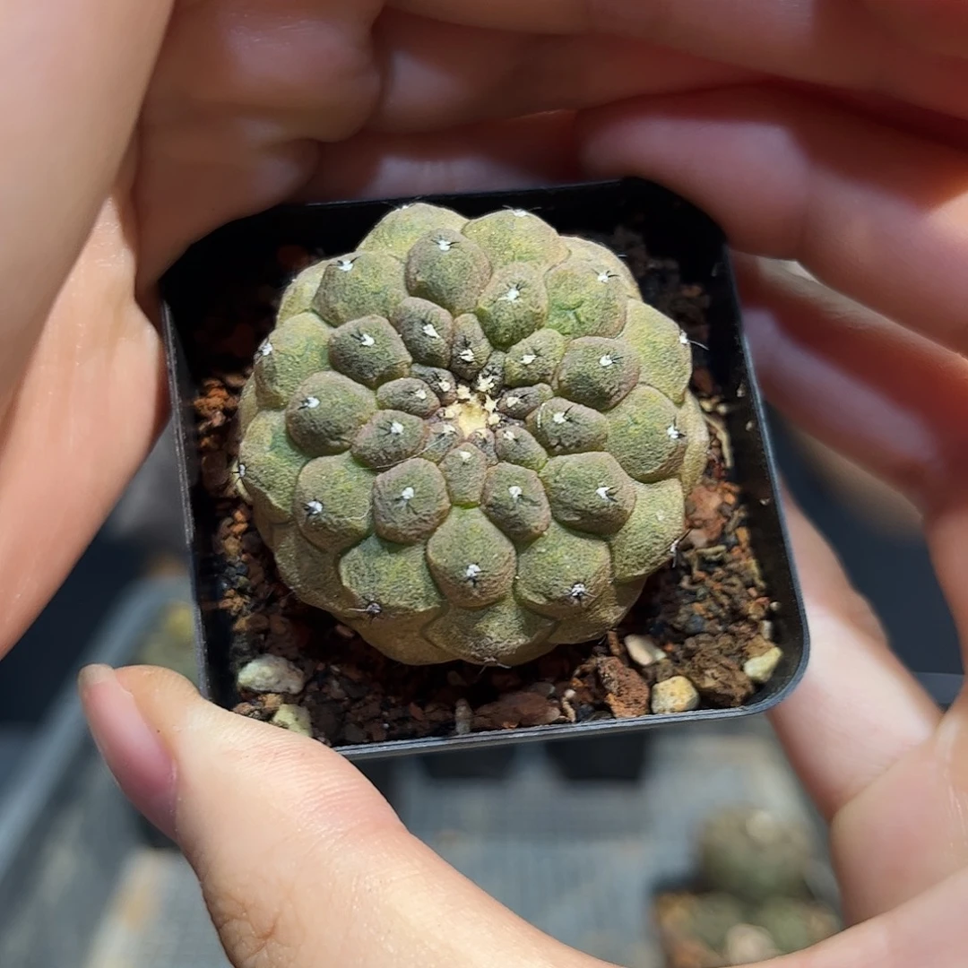 4cm实生蜥蜴仙人萝卜根