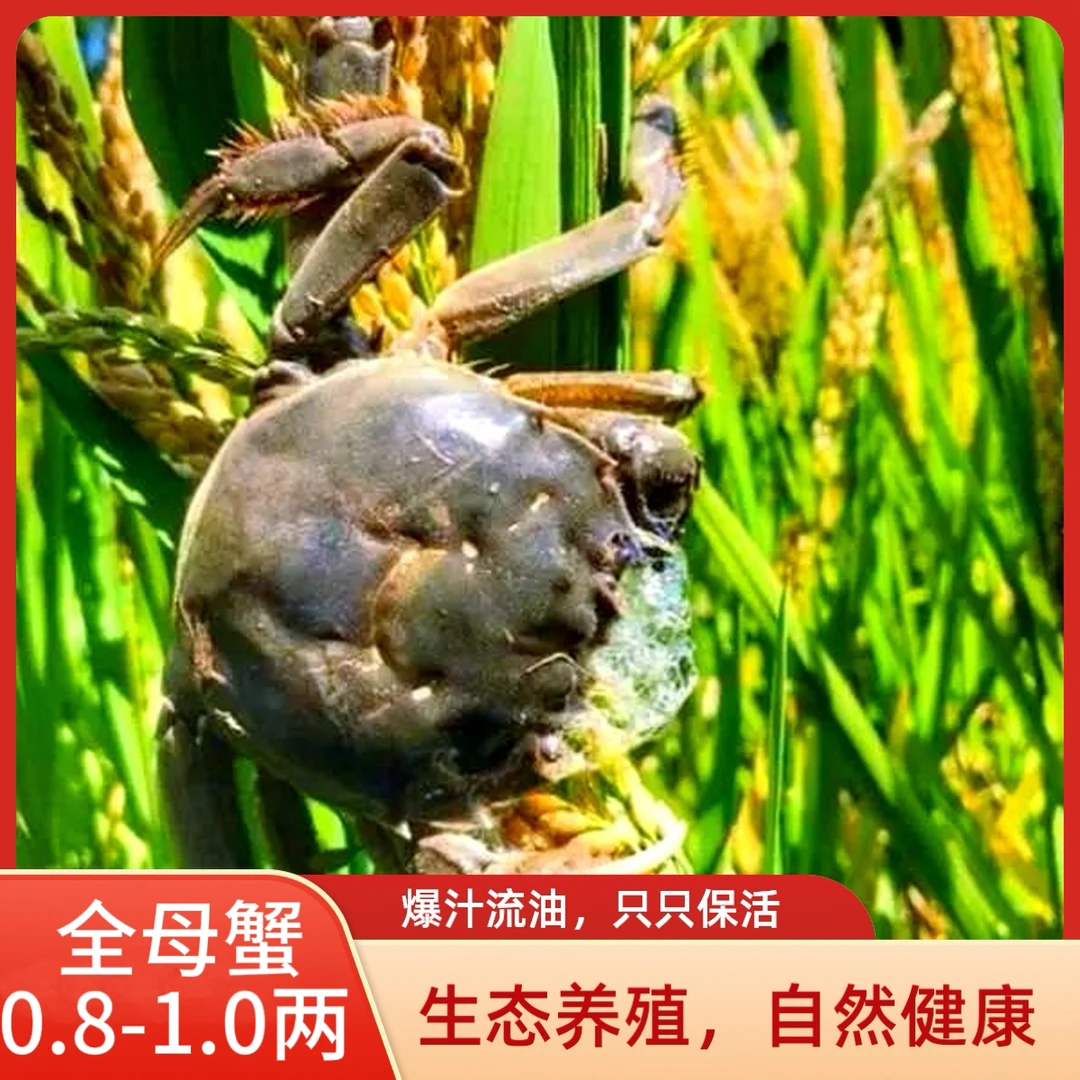 【活蟹】盘锦河蟹全母蟹0.9-1.2两/只2/3斤顺丰包邮主播推荐