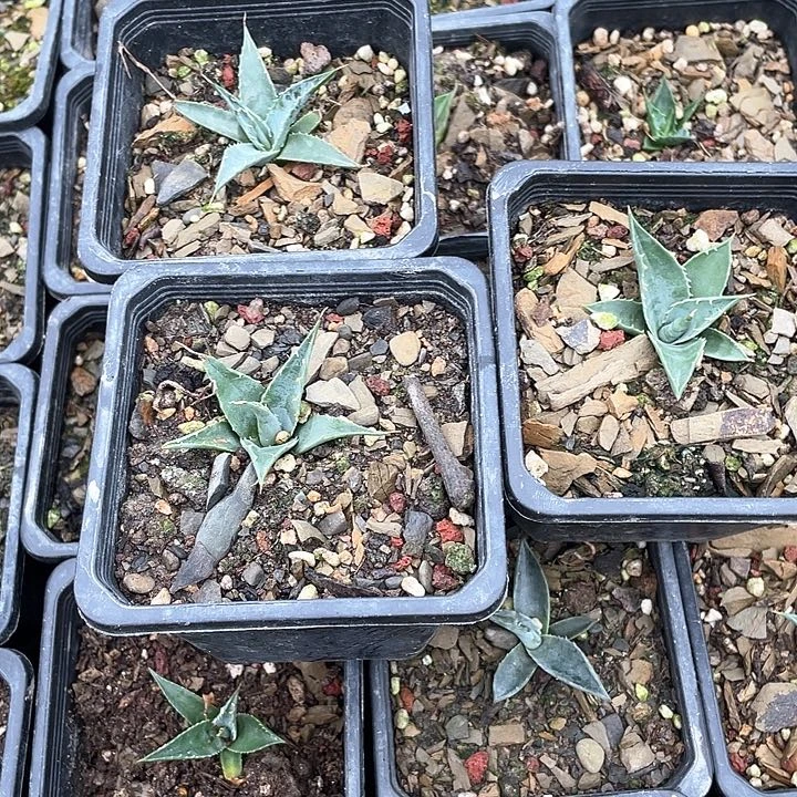 警****无花朵龙舌兰绿色植物