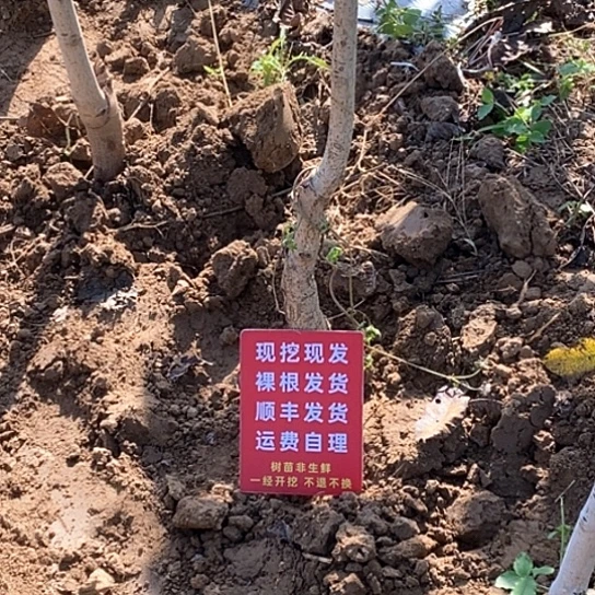 深***1吊坠文玩核桃元宝