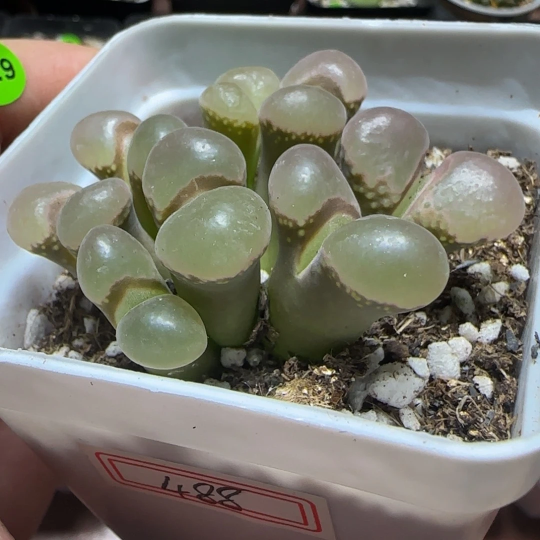 漂漂亮亮多肉植物888