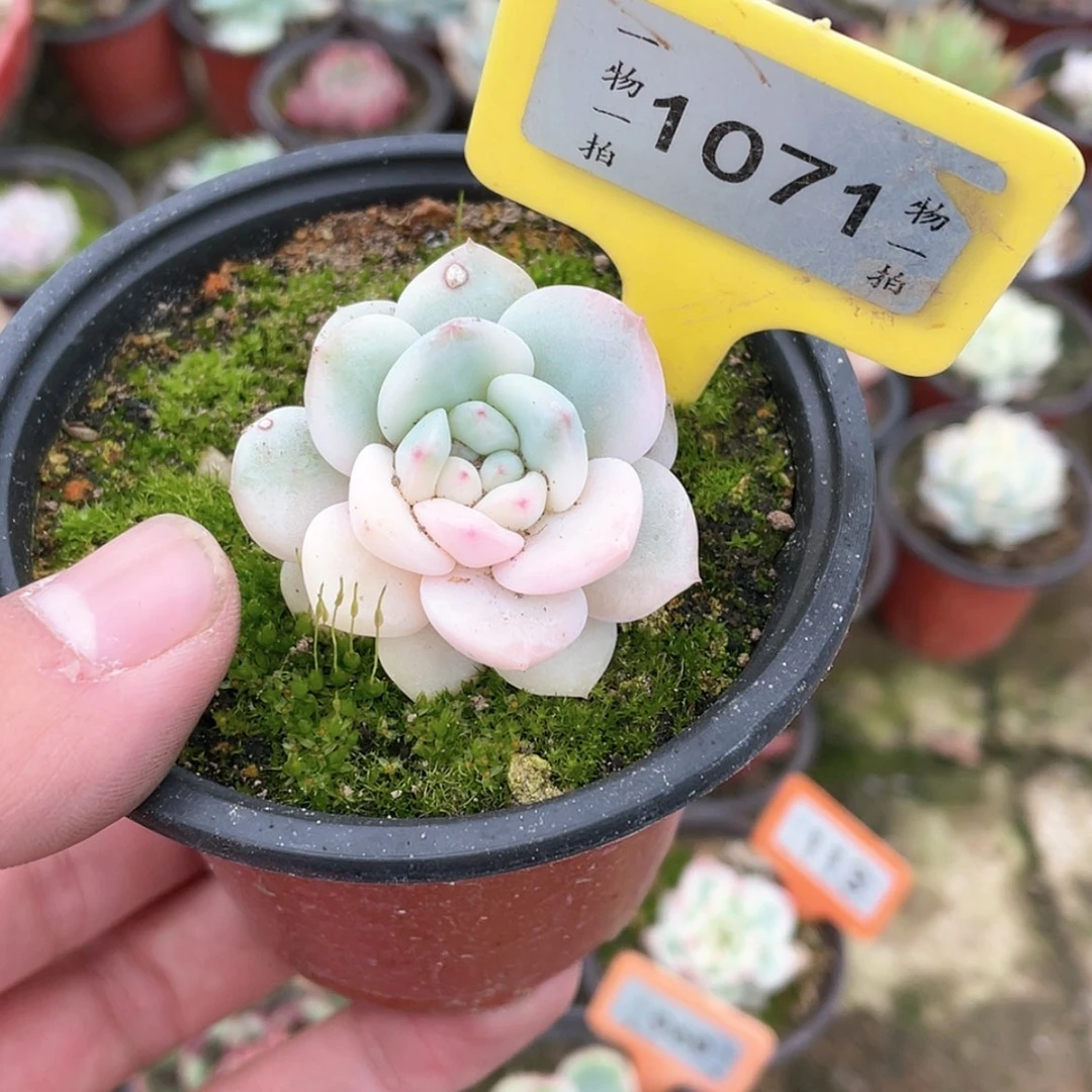 【闪购商品】1071号