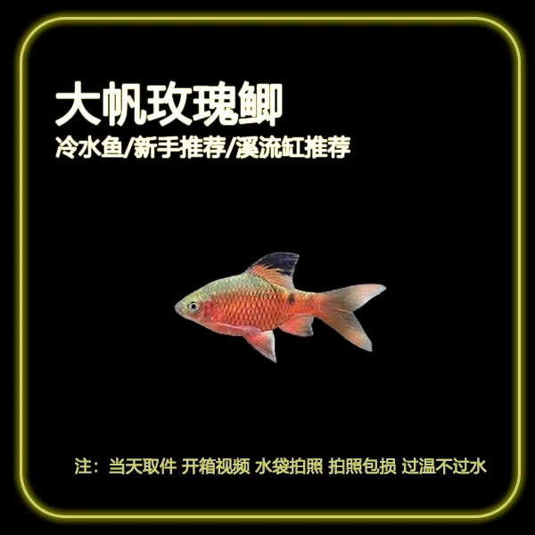 【大帆玫瑰鲫】冷水鱼小型观赏鱼耐活好养适合新手溪流缸造景