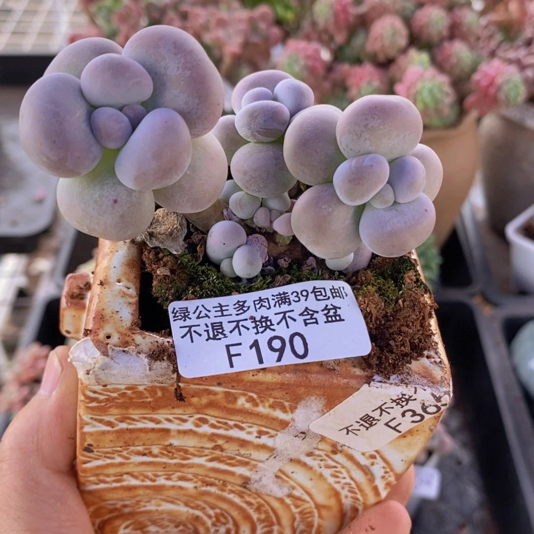 芭比奶洛7cm190多肉植物