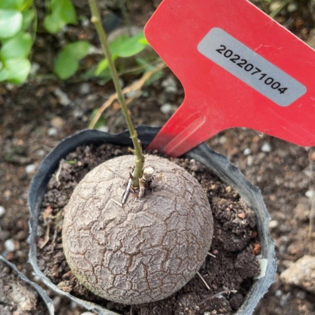 精品小龟，不退不换