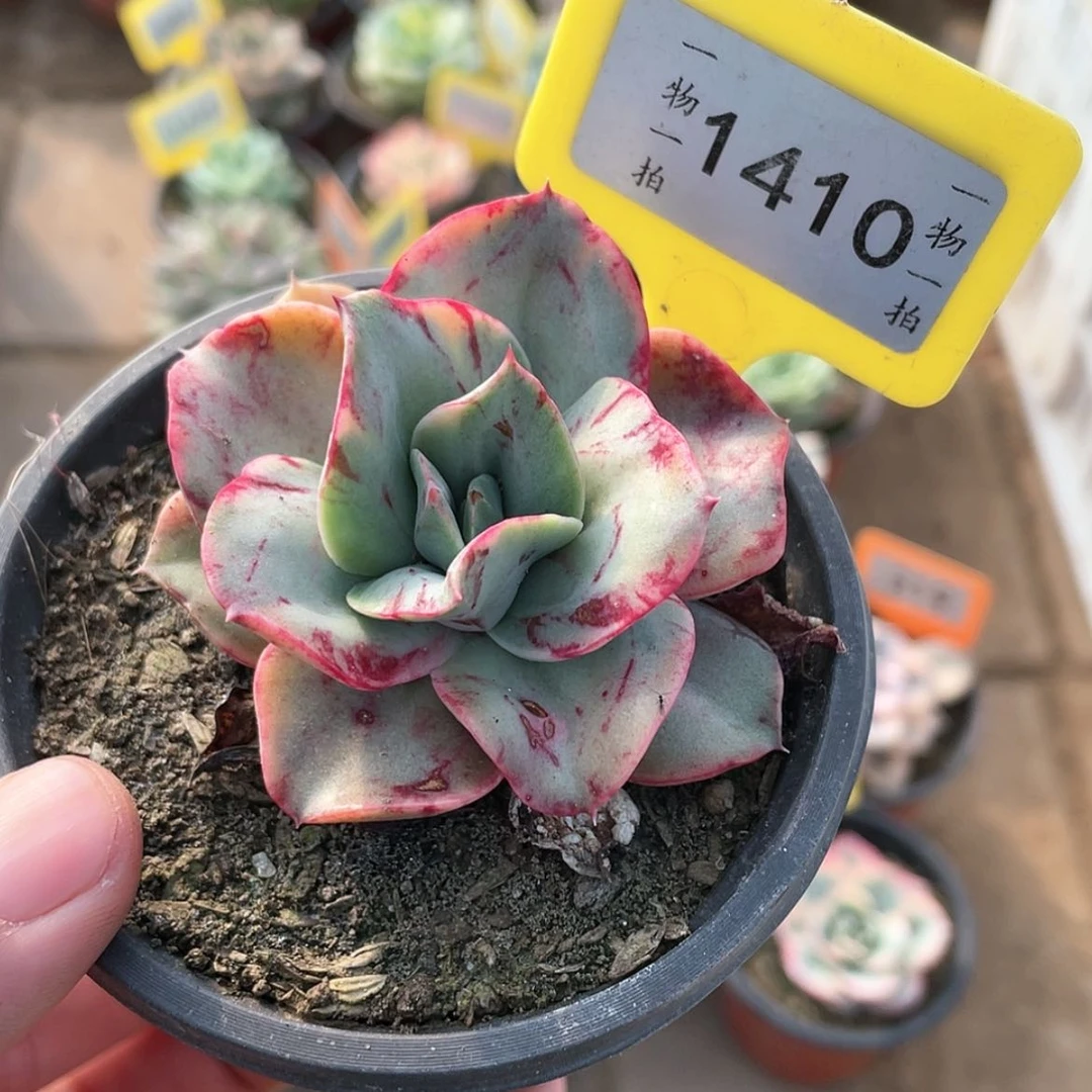 【闪购商品】1410号