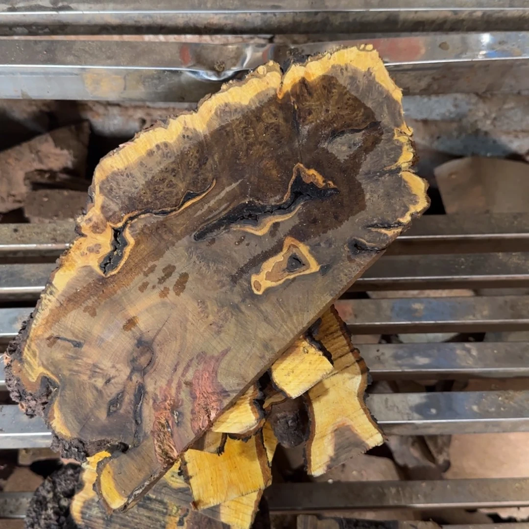 风*子小叶羊蹄甲老料瘤疤料子