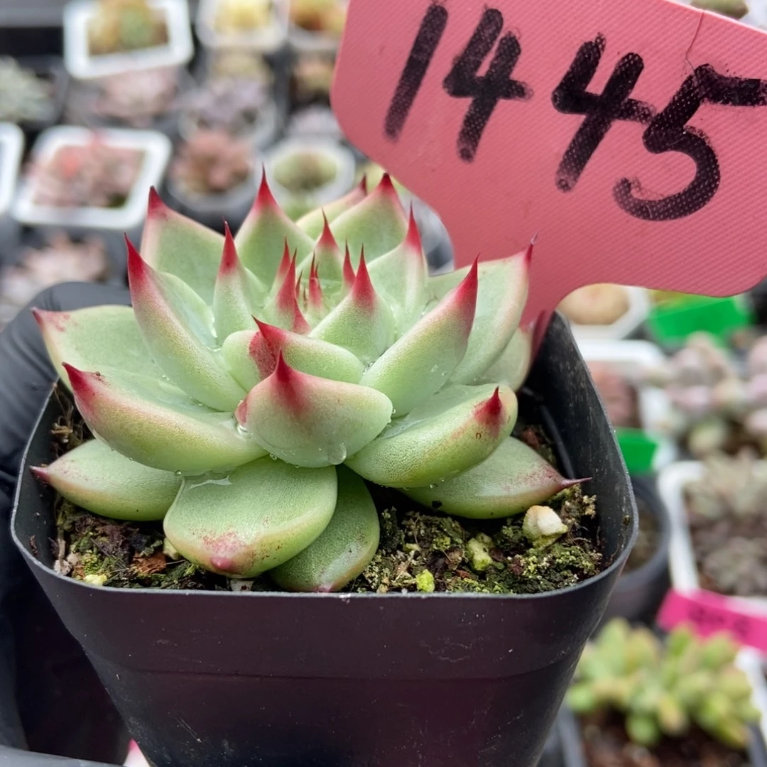 1445托斯卡多肉植物多肉