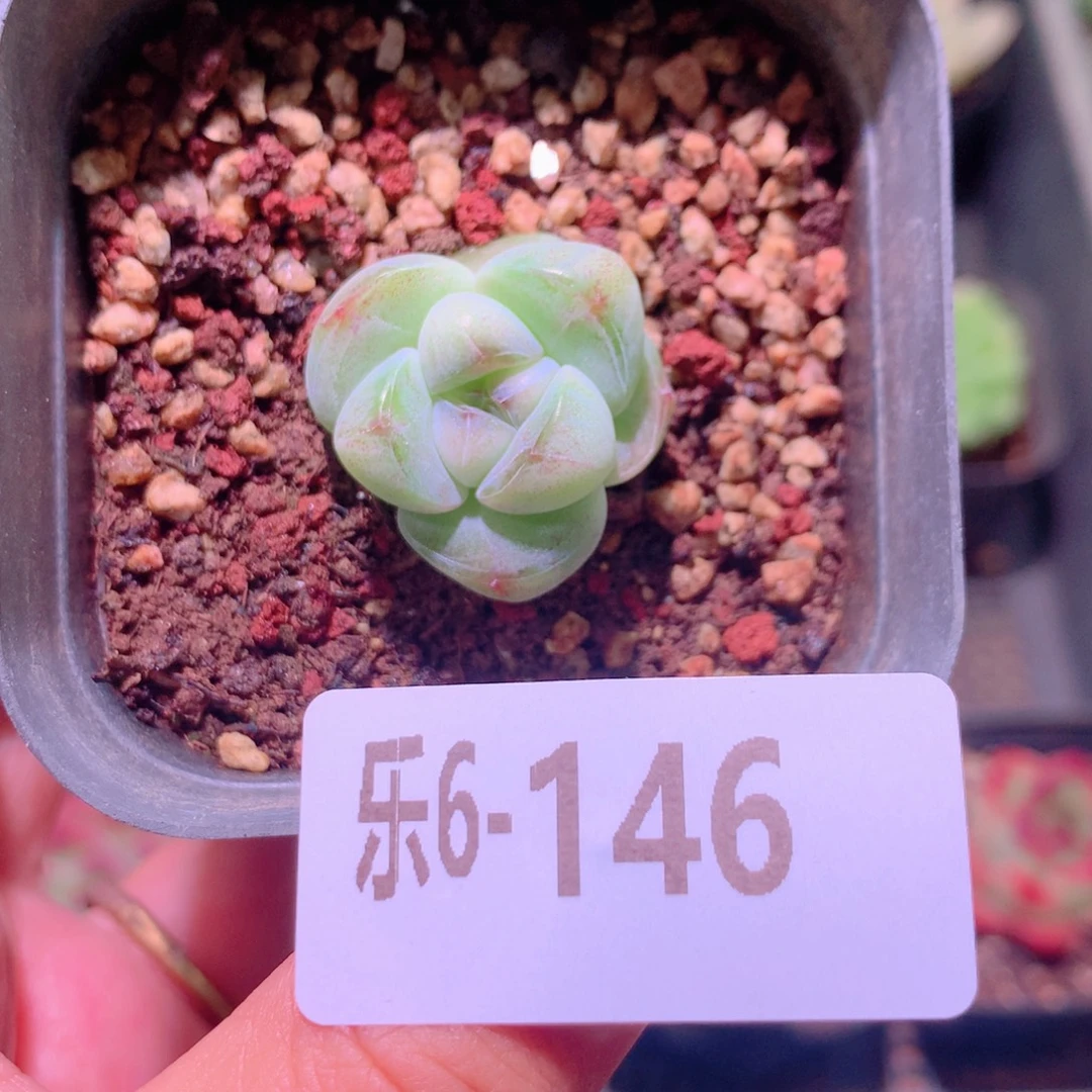 乐然6-146 糖心冰玉