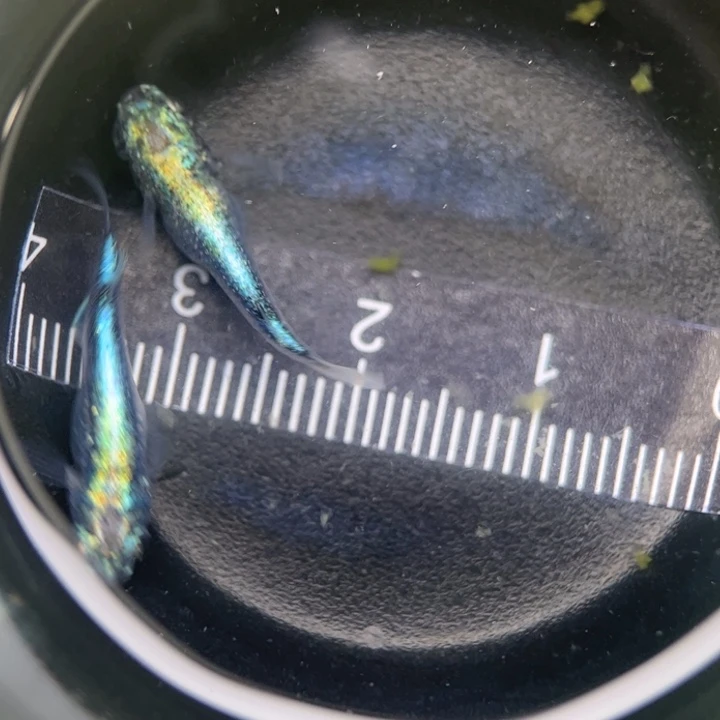 海水鱼全息图25号