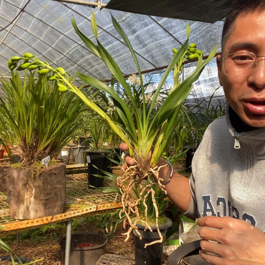 陈***阳完全开放2绿美人素花