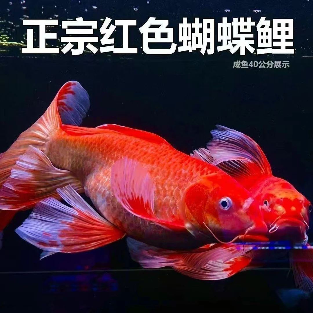 精品普身蝴蝶鲤圆手鳍纯种赛级大鳍大尾贵妃冷水观赏鱼苗包邮包活