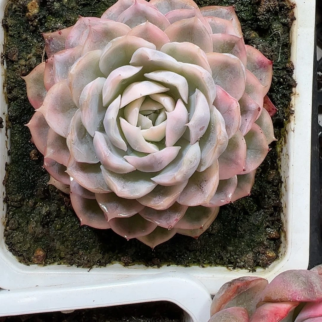 雪球锦多肉植物锦