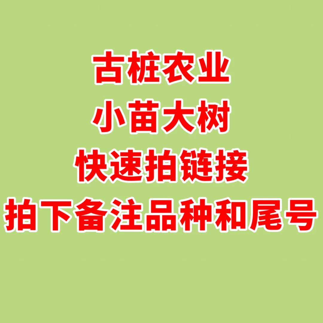 圆叶葡萄苗古桩农业直播间大苗专拍链接拍下备注尾号品种