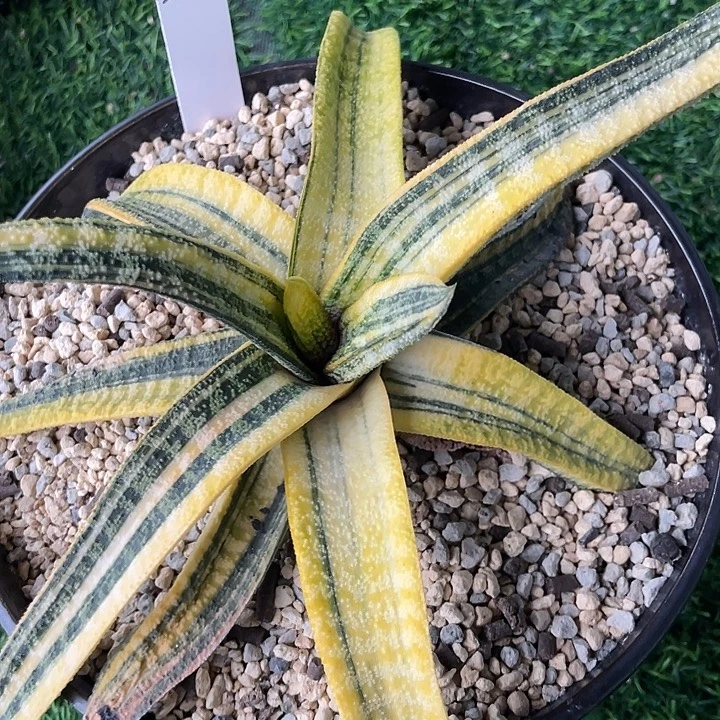 2000号春莺转锦脱土发货