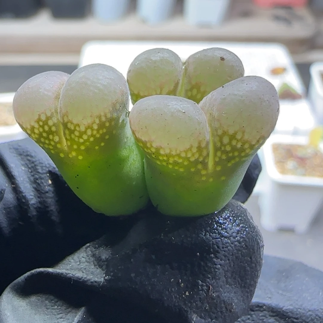 多肉植物红风铃112号（满38元包邮）