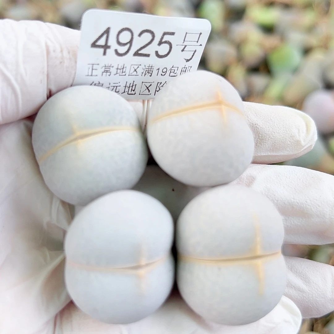 4925四年高尔夫4个2.5cm左右