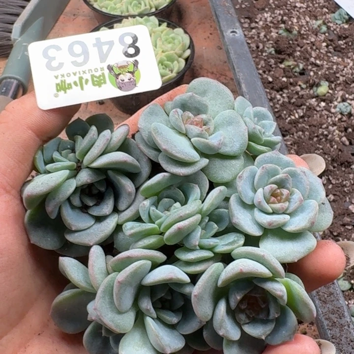 可***可多肉植物多肉植物