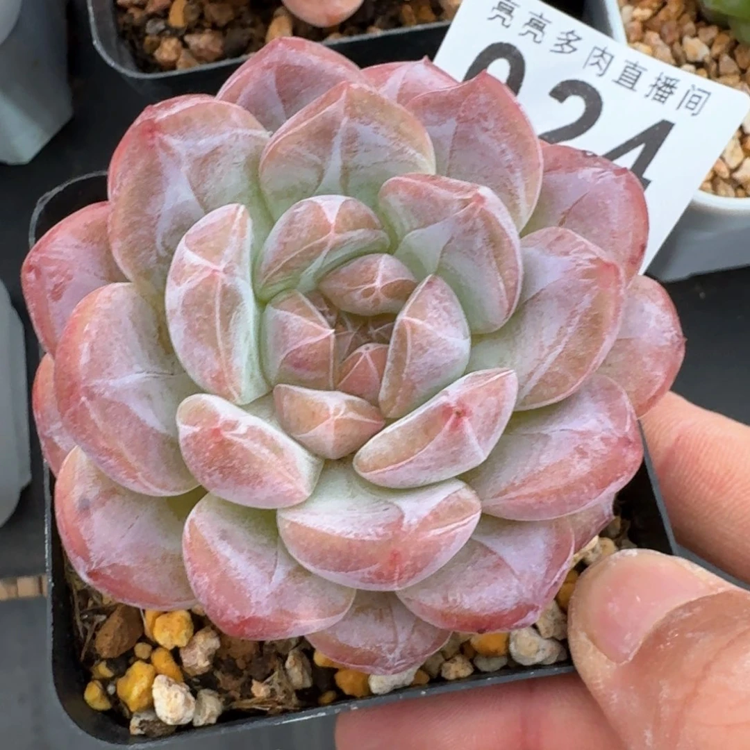 黛玉冰魄         多肉植物