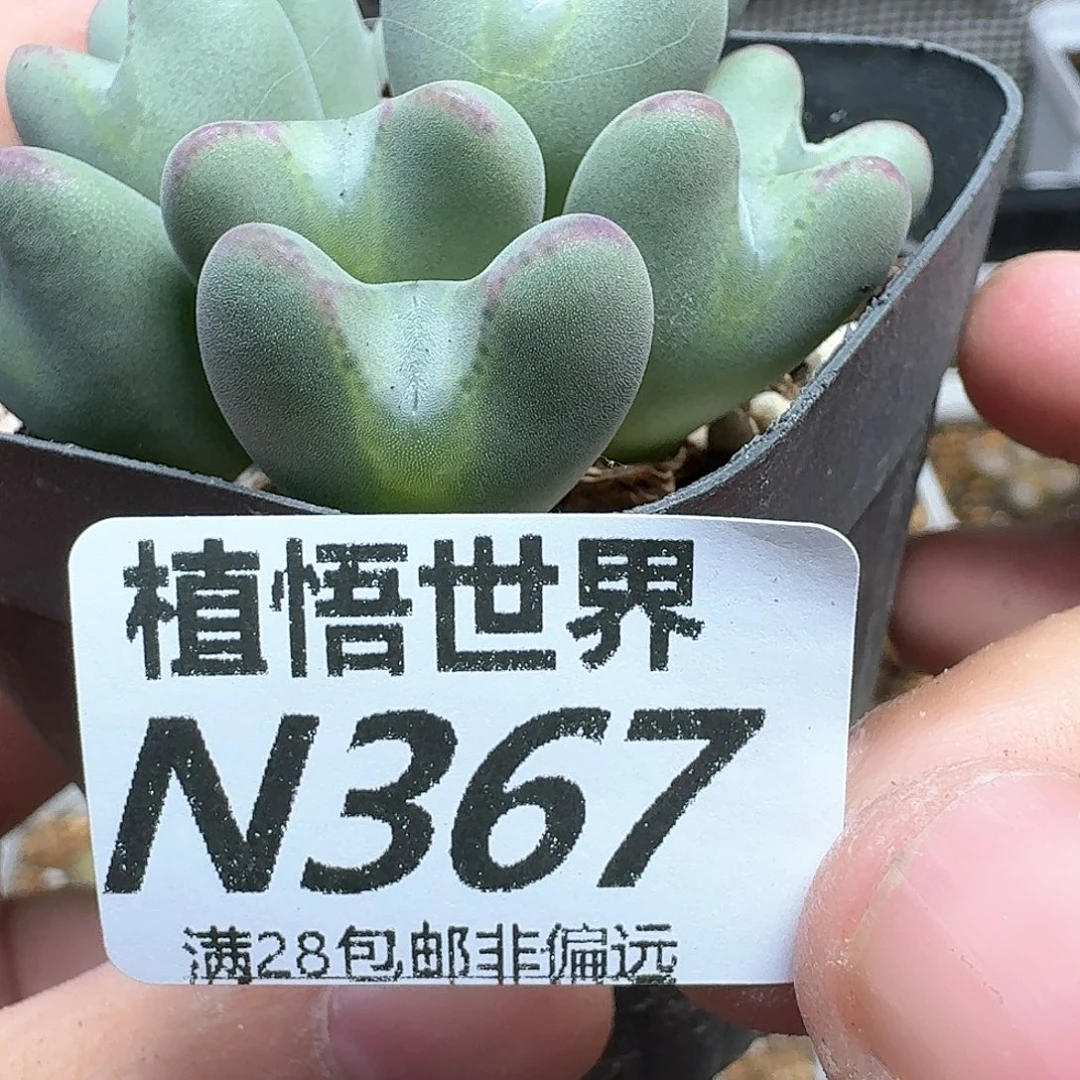 多肉植物的润泽和地方