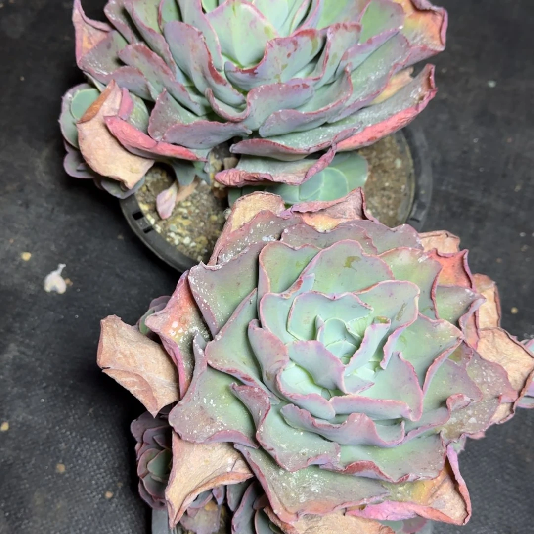 中年少女沙琪玛发货 2