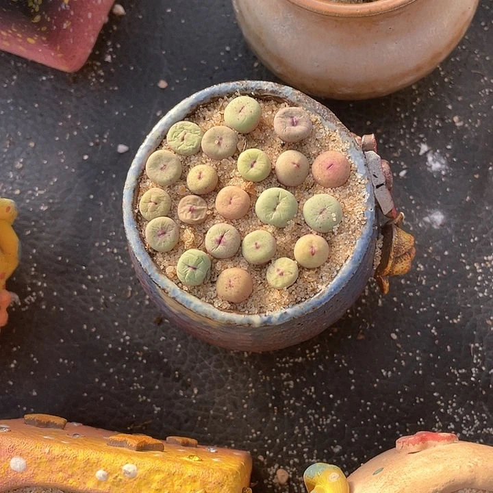 1705。    小红嘴一颗