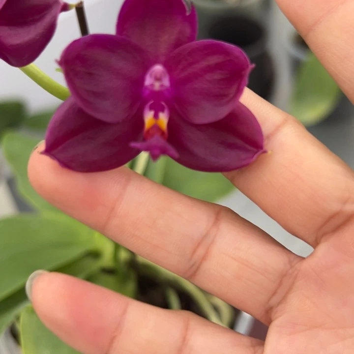 完全开放4.5寸杯雅风超级捷豹交品 苗壮