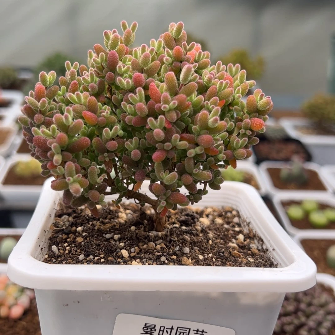 492号金桔糖球2.11多肉