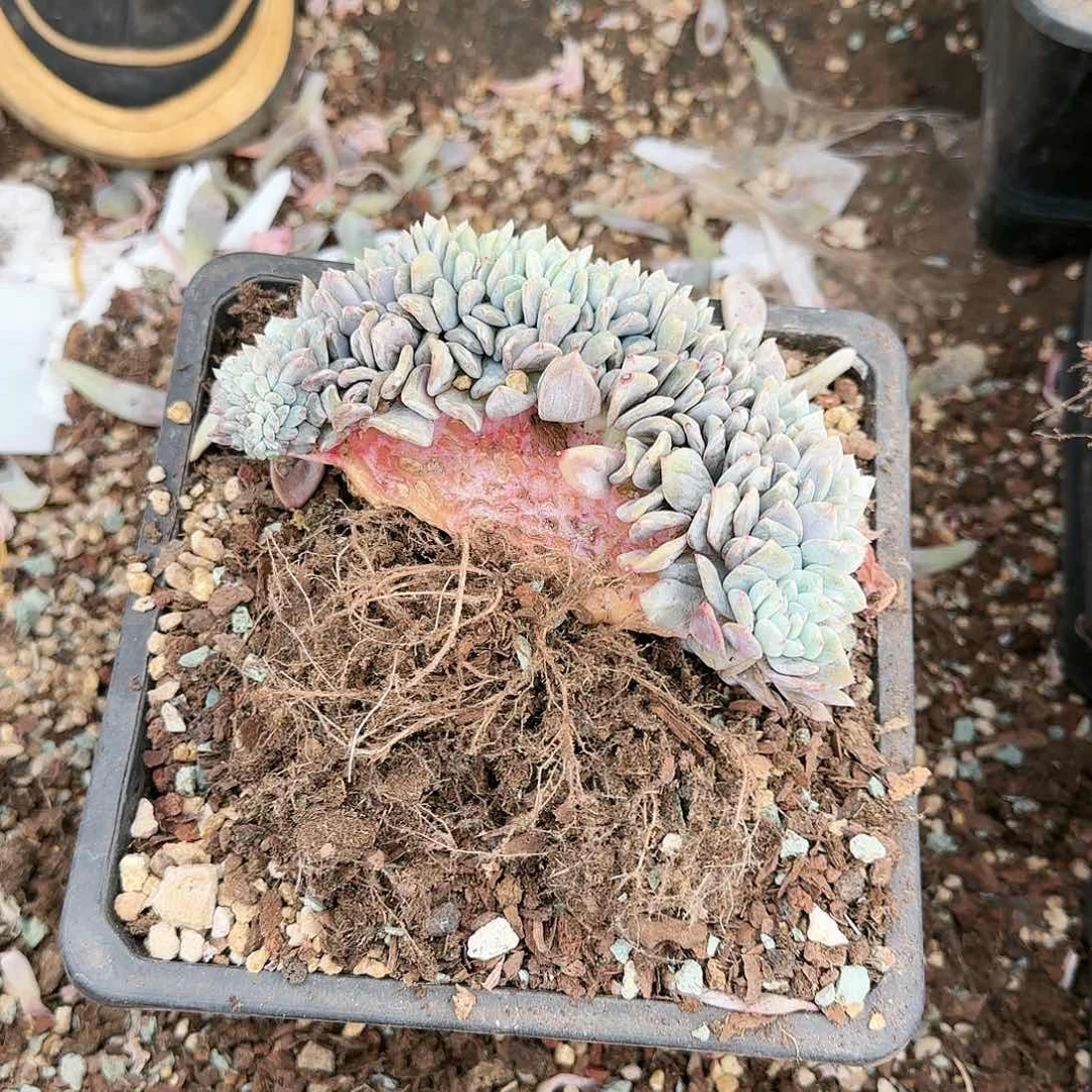 星影缀062号58            肉